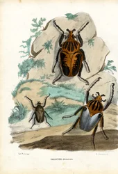 Coléoptères Goliath, 1863-79